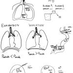 Respiratory system summary part 2; 2014, drafts for interview